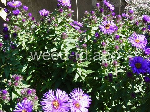 aster, New England